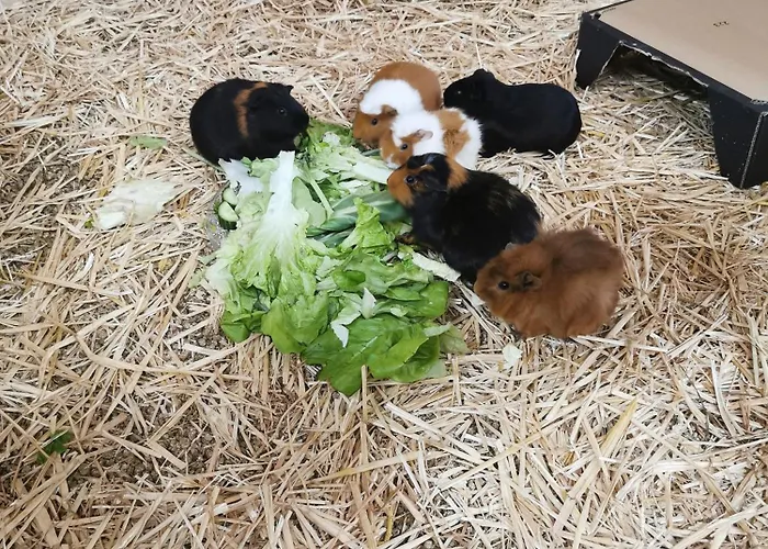 Apartament Jedelerhof